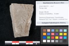 Foto (Objekt + Etikett) von Plantae indet.  (NHMW-GEO-2024-0188-6701)